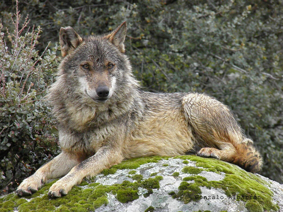 El lobo bajo amenaza: El debate sobre su protección en Asturias