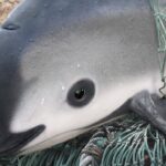 La vaquita marina, un tesoro mexicano en peligro de extinción