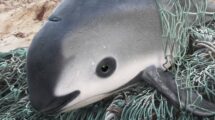 La vaquita marina, un tesoro mexicano en peligro de extinción