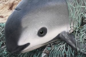 La vaquita marina, un tesoro mexicano en peligro de extinción
