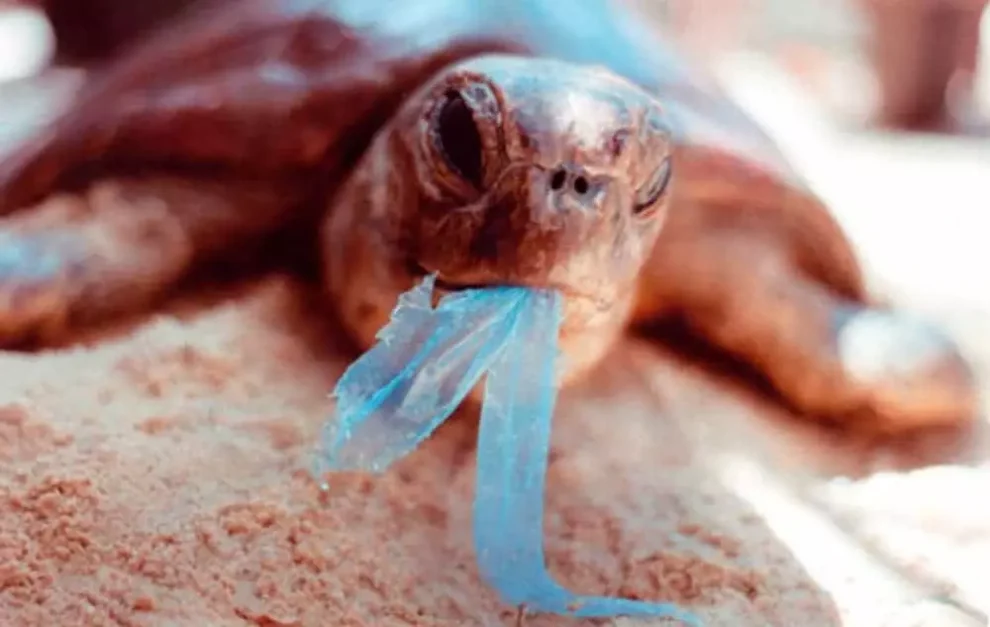 El impacto oculto de los microplásticos