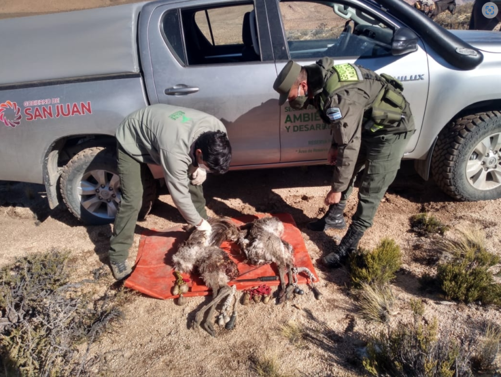 Aumento alarmante de caza furtiva en San Juan 7 muertos 1