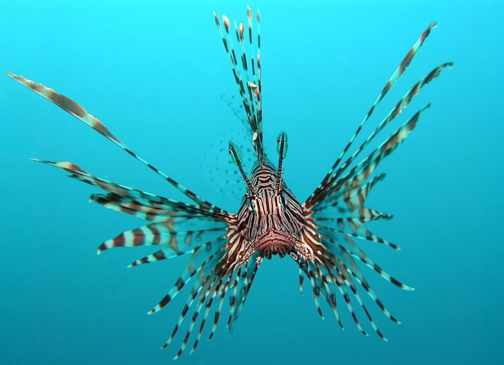 Una de las mascotas de mar más exóticas es también un depredador voraz 11 pterois volitans manado e edit