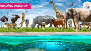 Día Mundial de la Vida Silvestre, un llamado a la conservación