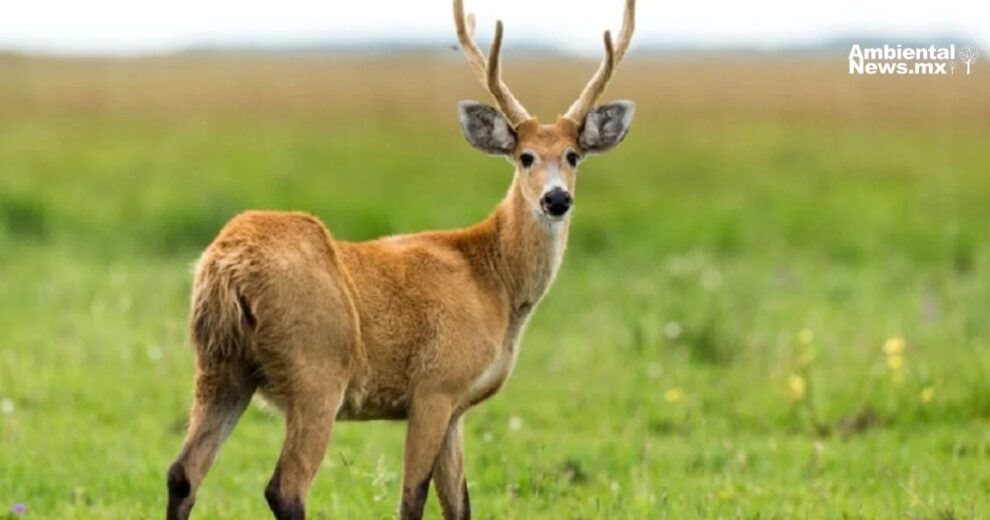 ¡Alerta en El Palmar! cazan ilegalmente ciervos y carpinchos 11 ¡Alerta en El Palmar cazan ilegalmente ciervos y carpinchos