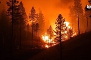 AN WEB Mexico enfrenta una crisis ambiental mas de 38 mil hectareas devastadas por incendios forestales