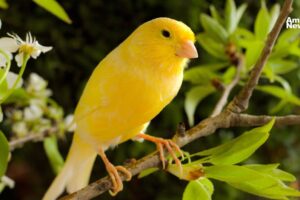 AN WEB Profepa frena el trafico decomisan aves protegidas en pleno domicilio