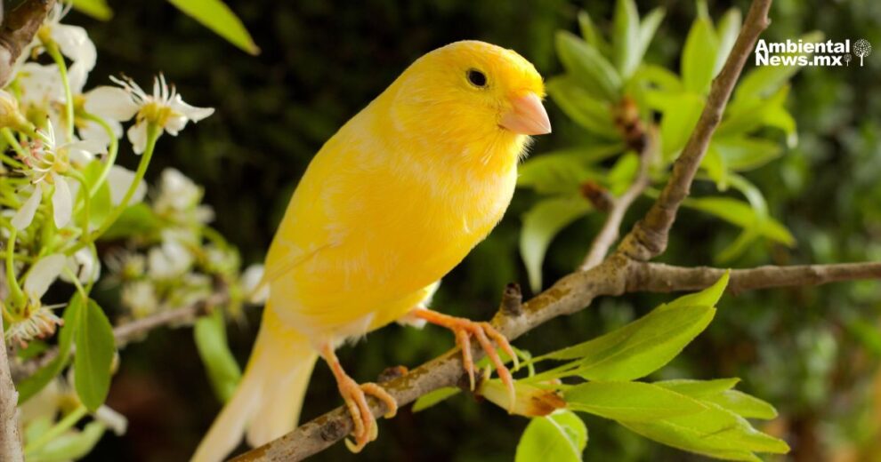 AN WEB Profepa frena el trafico decomisan aves protegidas en pleno domicilio