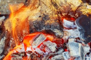 AN WEB Profepa frena el trafico decomisan aves protegidas en pleno domicilio 1 1