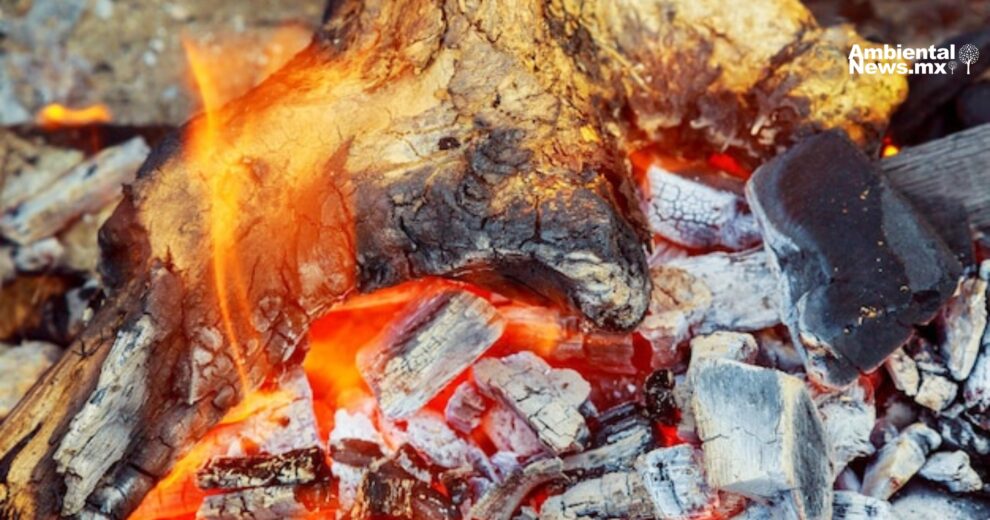 MoFuSS: una herramienta mexicana clave para medir el impacto ambiental por uso de leña 11 AN WEB Profepa frena el trafico decomisan aves protegidas en pleno domicilio 1 1