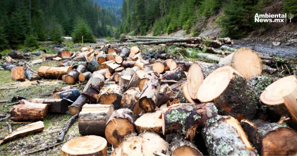 Detienen a dos personas por tala ilegal en zona protegida de Magdalena Contreras