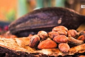 El calor excesivo pone en riesgo la producción mundial de chocolate