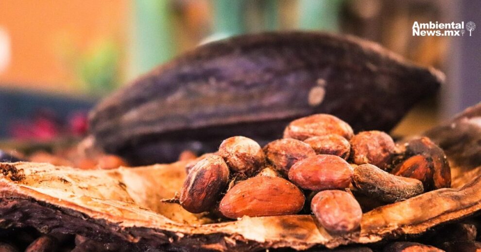 El calor excesivo pone en riesgo la producción mundial de chocolate  11 El calor excesivo pone en riesgo la producción mundial de chocolate