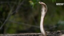 El cambio climatico empuja a serpientes venenosas hacia nuevos territorios un riesgo creciente para la salud global