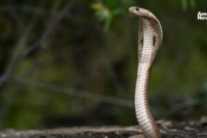 El cambio climatico empuja a serpientes venenosas hacia nuevos territorios un riesgo creciente para la salud global