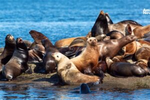 Lobos marinos mueren intoxicados por alga marina en las costas