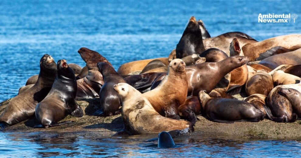 Lobos marinos mueren intoxicados por alga marina en las costas