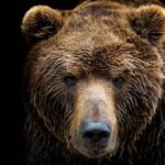 La sorprendente resiliencia de los osos: su dieta flexible podría fortalecer ecosistemas ante el cambio climático 8 oso pardo