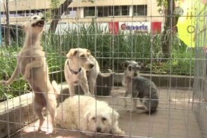 adopción ilegal de mascotas