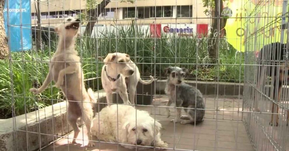 CDMX: Congreso exige frenar adopción ilegal de mascotas 11 adopción ilegal de mascotas