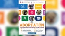 Adoptatón