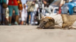 animales callejeros