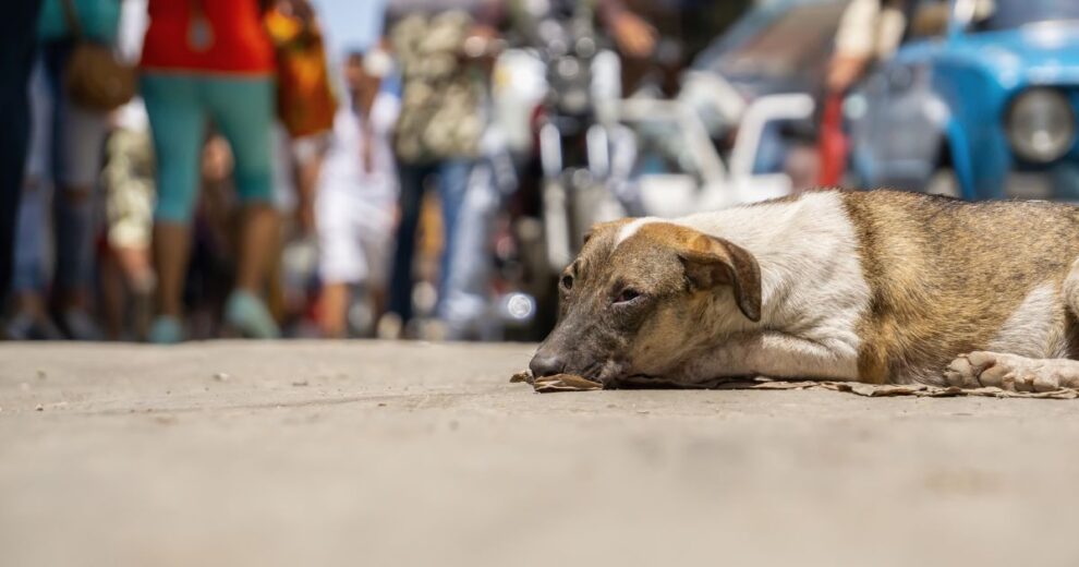 4 de abril: Una fecha simbólica para alzar la voz por los animales callejeros 11 animales callejeros