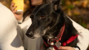 animales domésticos, perro