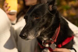 animales domésticos, perro