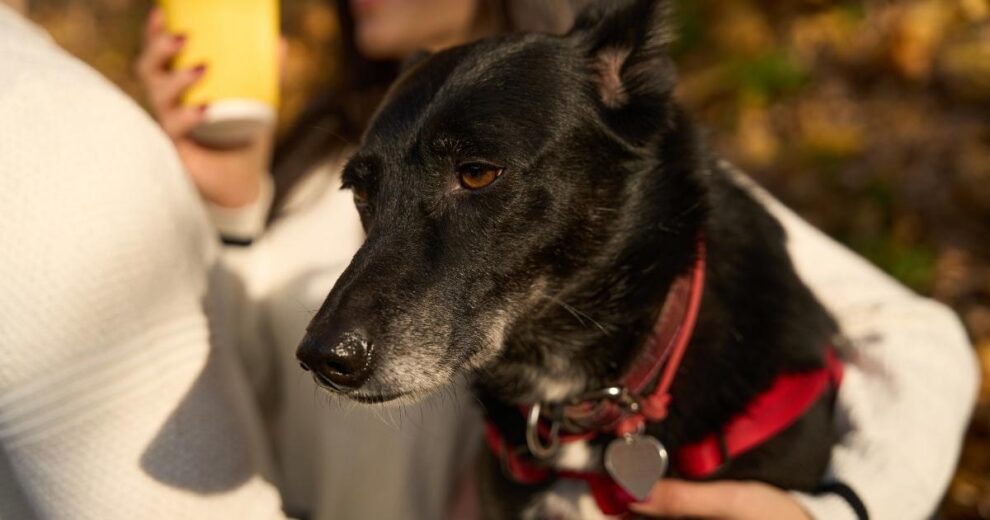 Trastornos emocionales en animales domésticos: un reto real 7 animales domésticos, perro