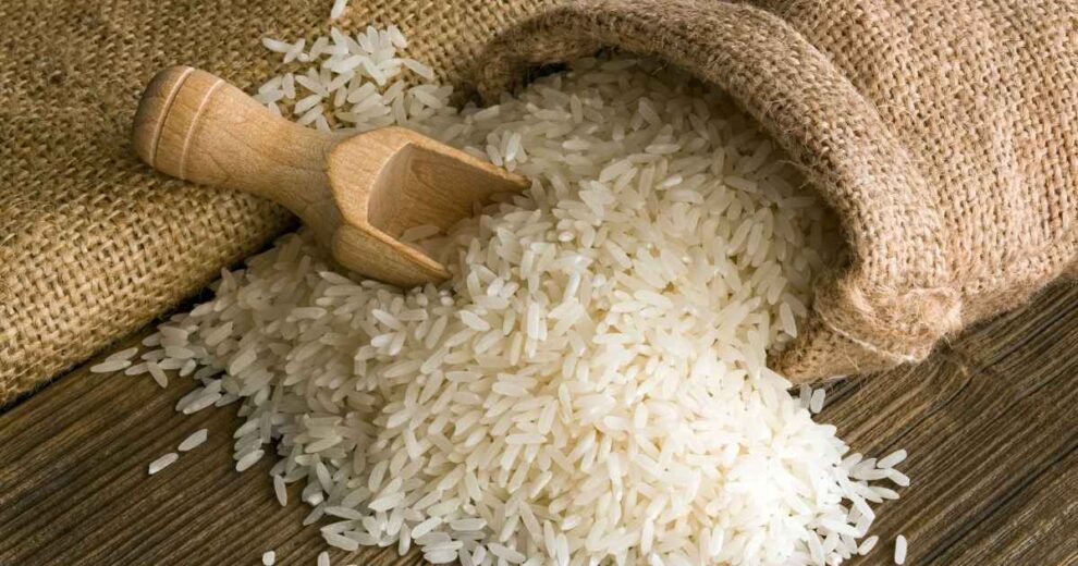 Chile crea arroz que resiste la sequía y reduce el uso de agua 11 Chile crea arroz