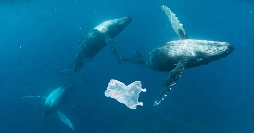 Un peligro mortal: Cómo el plástico engaña a las ballenas 11 ballenas
