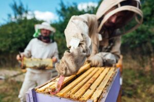 Lo hace a través de la “Guía de adaptación al cambio climático para el Camino de Santiago Francés”