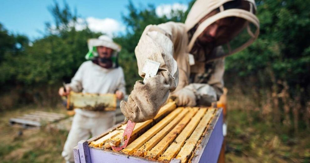 Lo hace a través de la “Guía de adaptación al cambio climático para el Camino de Santiago Francés”