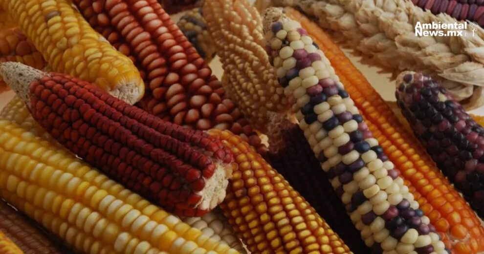 El maíz nativo: La clave para revivir el campo poblano ante el cambio climático  11 guardia 27042025