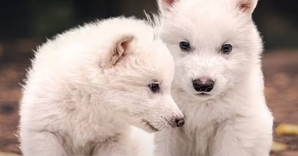 La ciencia revive al lobo terrible: el fascinante proceso de desextinción contado paso a paso 11 lobo