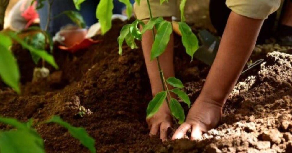Biomas lanza primer proyecto de reforestación en la Mata Atlántica 11 reforestación