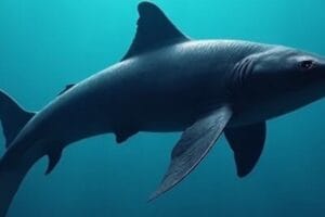 tiburones en peligro en el Mar Argentino