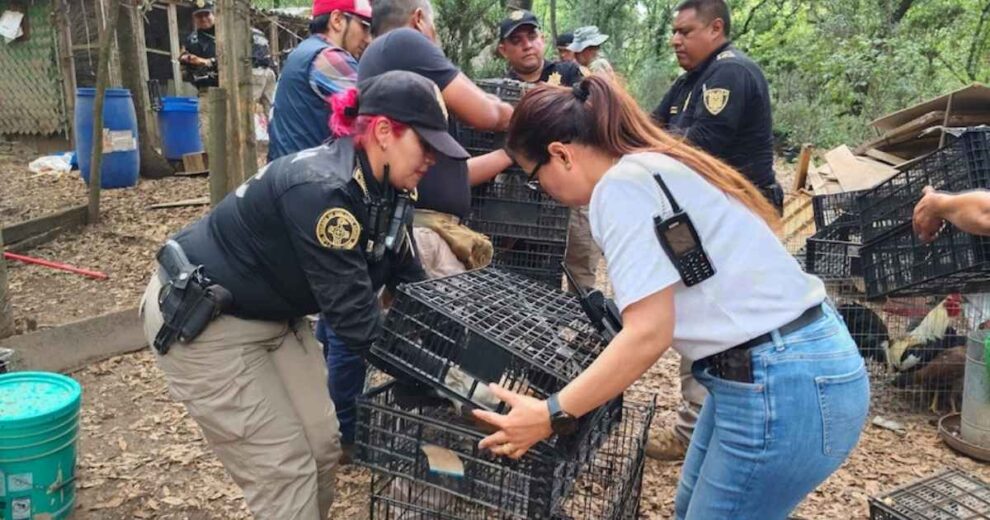 Rescate masivo: autoridades recuperan 150 animales en áreas de maltrato en Álvaro Obregón 11 Álvaro Obregón