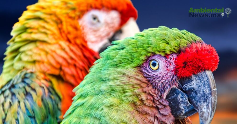 Decidir sobre la tierra Oaxaca abre camino a pueblos originarios 1