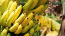 El banano en jaque el cambio climatico que podria acabar con un basico global