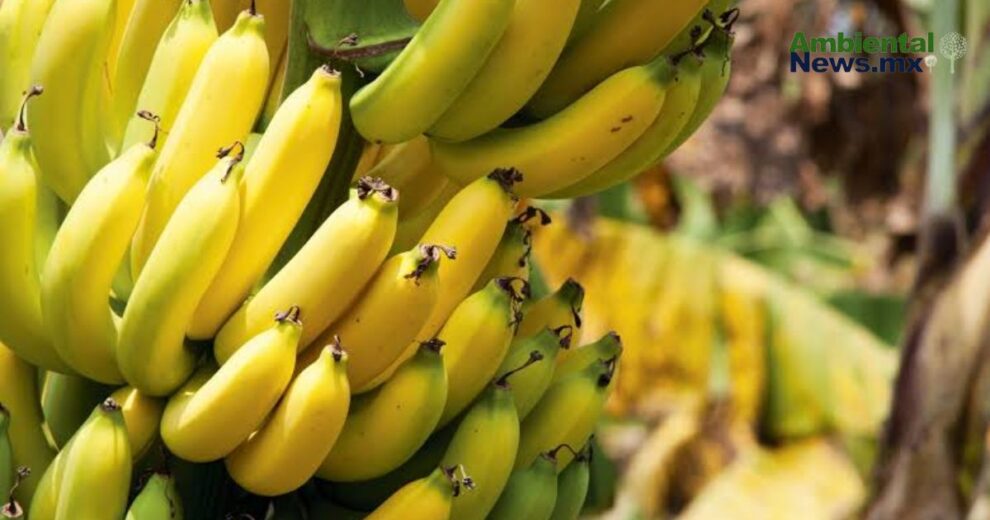 El banano en jaque el cambio climatico que podria acabar con un basico global