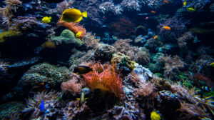 peces debajo del mar en corales
