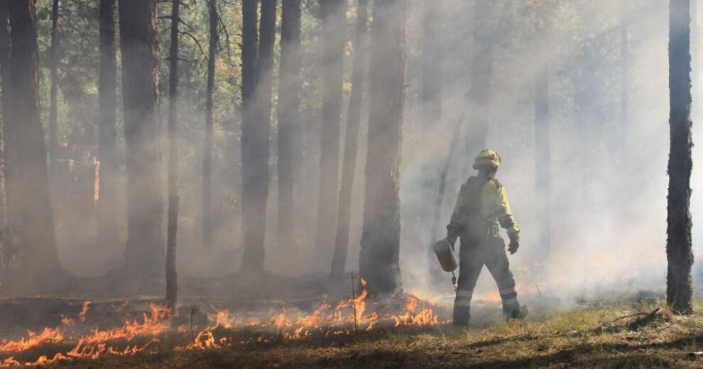 Los guardianes del bosque: el corazón que protege a la Ciudad de México del fuego 11 bosque