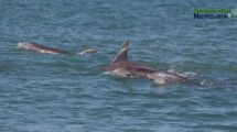La costa se queda sola: caen los avistamientos de delfines