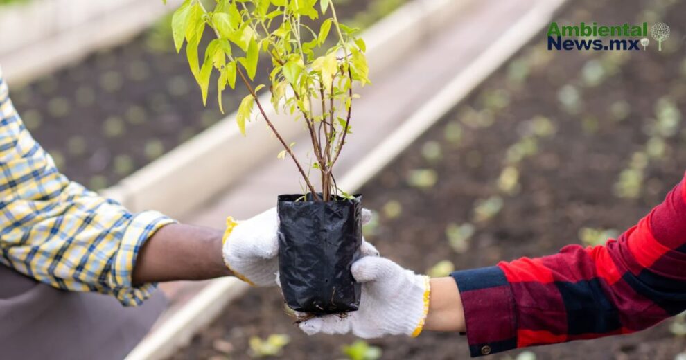 Nezahualcóyotl siembra esperanza: Nace el primer 'bosque de bolsillo' de México