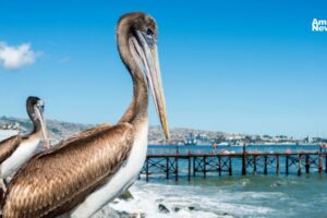 RappiCard y el Museo Nacional del Axolote se unen para proteger al ajolote con arte reciclaje y conciencia ambiental 1