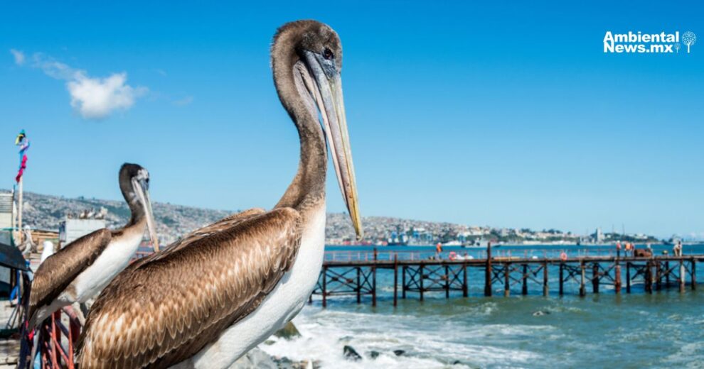 Valparaíso impulsa un futuro sostenible con refugios marinos y pesca responsable 7 RappiCard y el Museo Nacional del Axolote se unen para proteger al ajolote con arte reciclaje y conciencia ambiental 1
