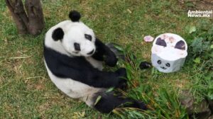 Xin Xin cumple 35 anos convocan concurso para celebrar a la ultima panda gigante de Mexico