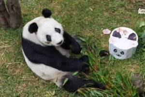 Xin Xin cumple 35 anos convocan concurso para celebrar a la ultima panda gigante de Mexico